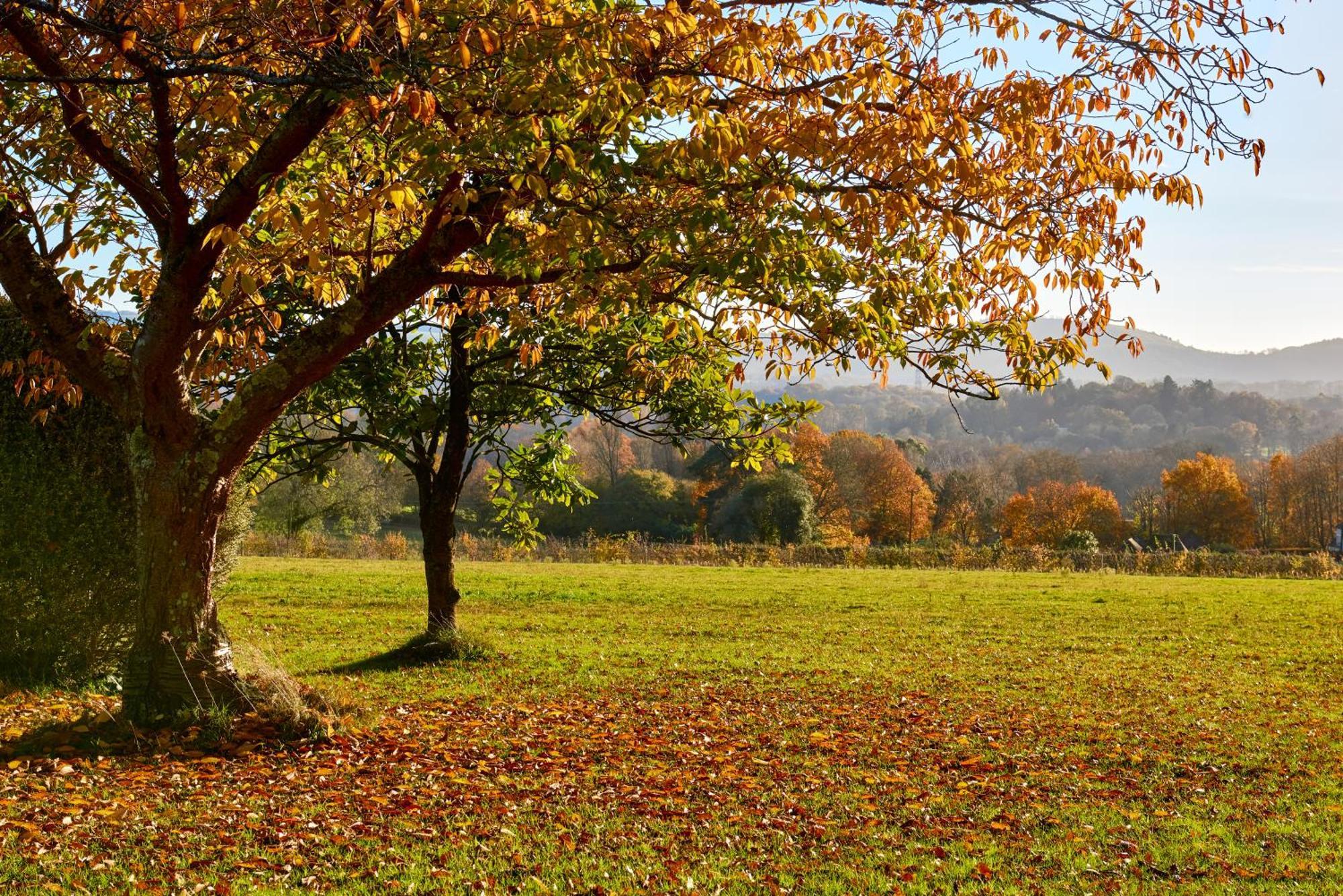 Garden Flat Near Goodwood With Stunning Views Leilighet Petersfield Eksteriør bilde